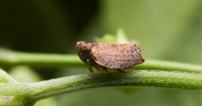 Ciri-ciri Padi yang Terserang Wereng